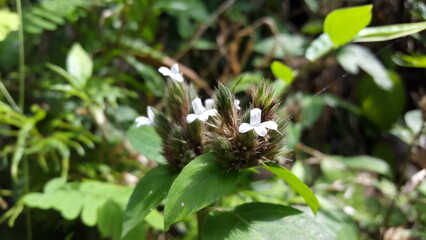 Lepidagathis incurva flower wallpaper. Shot in the forest. Justicia micrantha, Phaulopsis imbricata, ACANTHACEAE, willow scale flower, Lepidagathis incurva, Phaulopsis