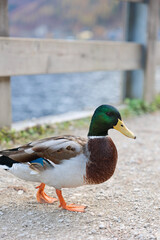 Ente 
