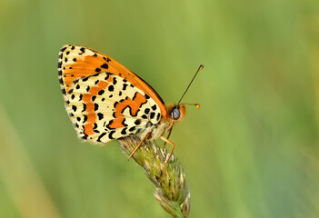 wildlife photos. photos of butterflies in natural areas.