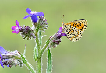 wildlife photos. photos of butterflies in natural areas.