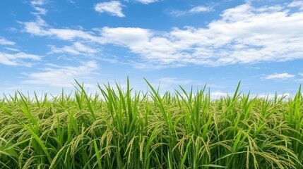 Fototapeta premium Lush Green Rice Field Under a Bright Blue Sky with Fluffy White Clouds, Representing Agriculture, Nature, Growth, and Harvest Season