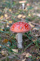 Beautiful red poisonous fly agaric (Amanita muscaria) mushroom in forest.