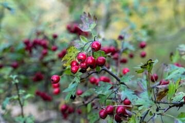 Red hawthorn (Crataegus ambigua) berries