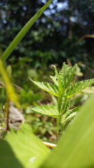 Light green textured plant leaf wallpaper. The beauty of nature. Shot in the forest.