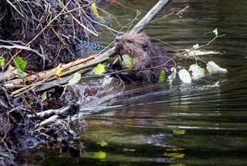 Beavers repairing their dam