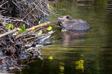 Beavers repairing their dam