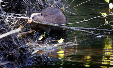 Beavers repairing their dam