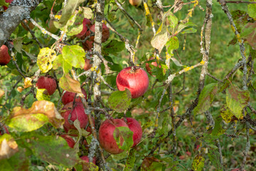 Fresh ripe red apples growing on apple tree branch