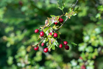 Obraz premium Red hawthorn (Crataegus ambigua) berries