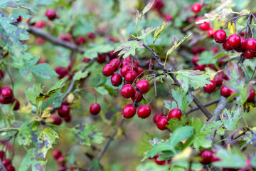 Obraz premium Red hawthorn (Crataegus ambigua) berries