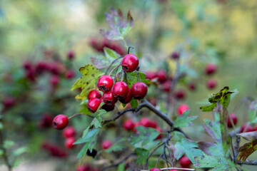 Red hawthorn (Crataegus ambigua) berries
