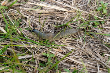 Slug (Arion vulgaris) in grass
