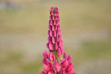 lupine flowers, beautiful garden or outdoor flower