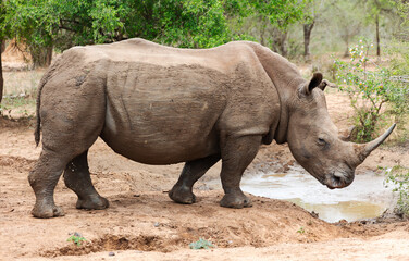 Naklejka premium A rare African rhinoceros in Hlane National Park, or Royal Hlane National Park, is located in northeastern Swaziland, Africa