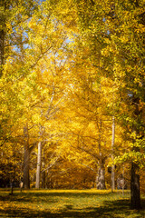 Autumn leaves in the park