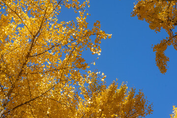 Autumn leaves in the park