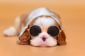 small dog puppy cavalier king charles spaniel lies on non-beige background wearing glasses.