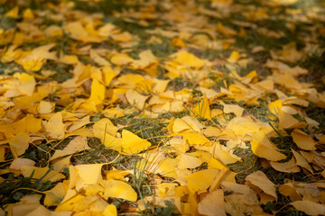 Autumn leaves in the park