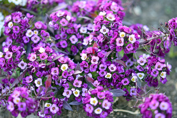 Obraz premium beautiful wildflowers that can only be seen with macro photographs
