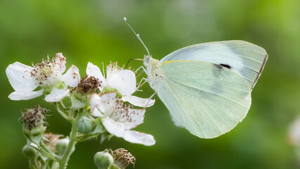 flowers and butterfly in natural life