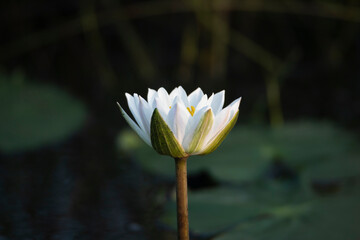 White water lilies in pond