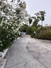path with flower bushes around and the island of Sardinia