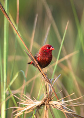 Red avadavat, red munia or strawberry finch perched on a tree branch