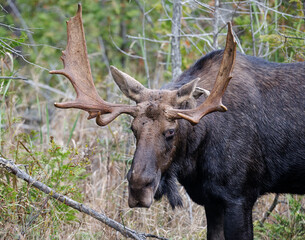Moose grazing on branches