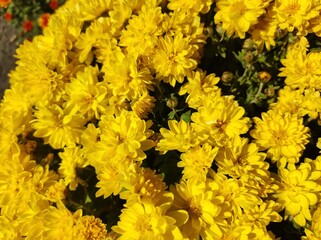 Florists' Chrysanthemum (Dendranthema grandiflorum) yellow flowers