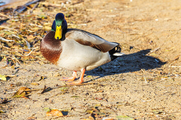 young ducks and drakes in lake with blue dark background with sun rays