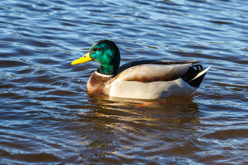 Obraz premium young ducks and drakes in lake with blue dark background with sun rays