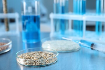 GMO concept. Petri dish with wheat grains and syringe on table in laboratory, closeup