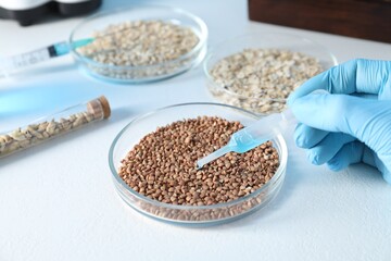 GMO concept. Scientist dripping something onto buckwheat grains at white table in laboratory, closeup