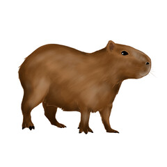 Illustration of capybara isolated on white background 