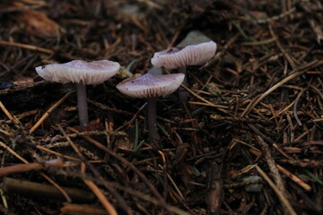 mushroom in the forest
