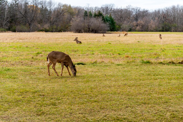 Mixed White-tailed Deer Does And Bucks Feeding And Lying Down In An Urban Field In November In Wisconsin