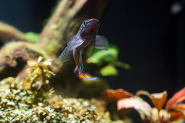 Tropical Fish Colorful Killifish Blue Gularis