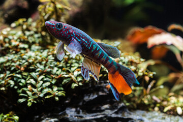 Tropical Fish Colorful Killifish Blue Gularis
