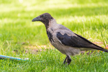 Hooded crow, corvus cornix, standing on the lawn in the spring or summer