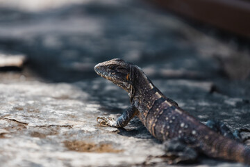Fototapeta premium LIZARD ON THE ROCK AT THE PALENQUE RUINS IN MEXICO 