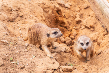 Meerkat suricatta family wildlife picture.