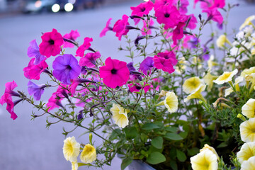 Red petunia flowers in a flower bed. Petunia nyctaginiflora.