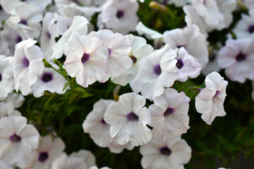 White petunia flowers in a flower bed. Petunia nyctaginiflora.