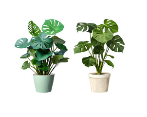 Obraz premium Cut out monstera plant in a pot, home decoration isolated