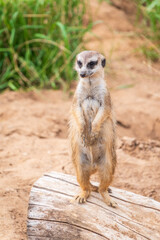 Meerkat, Suricata suricatta, on hind legs. Portrait of meerkat standing on hind legs with alert expression. Portrait of a funny meerkat sitting on its hind legs.