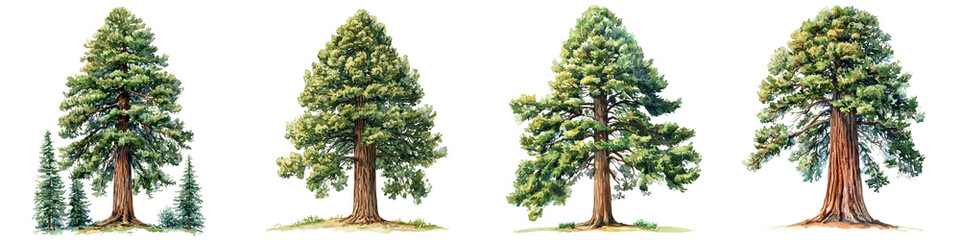 Fototapeta premium Four distinct sequoia trees are depicted, showcasing their varying shapes, sizes, and foliage in a detailed, artistic representation.