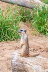 Meerkat, Suricata suricatta, on hind legs. Portrait of meerkat standing on hind legs with alert expression. Portrait of a funny meerkat sitting on its hind legs.