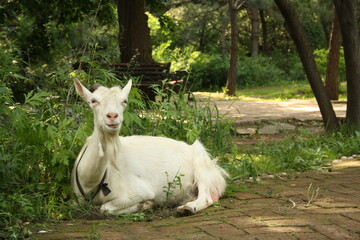 white goat lying on grass in forest looking at camera