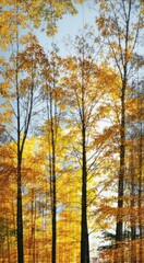 Obraz premium Trees with yellow leaves in a forest with a bench