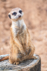 Meerkat, Suricata suricatta, on hind legs. Portrait of meerkat standing on hind legs with alert expression. Portrait of a funny meerkat sitting on its hind legs.